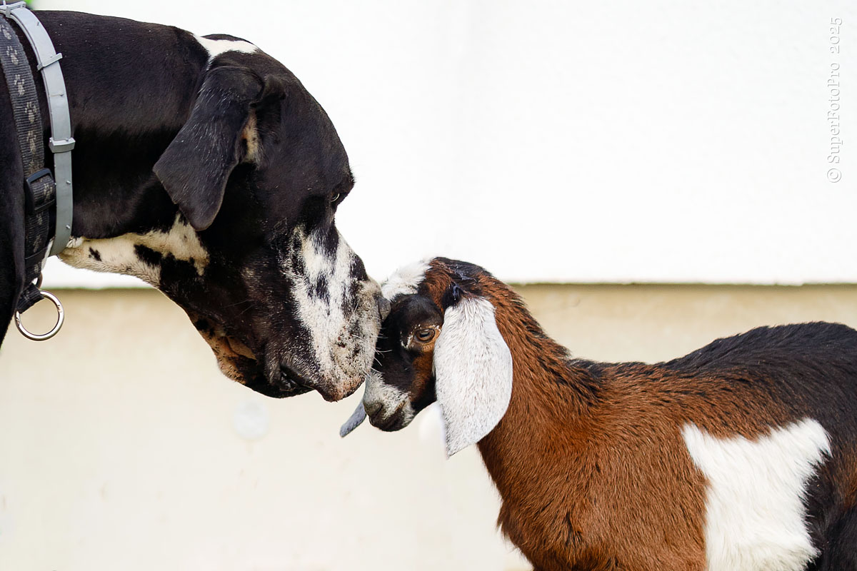 Стёпа и Кузя