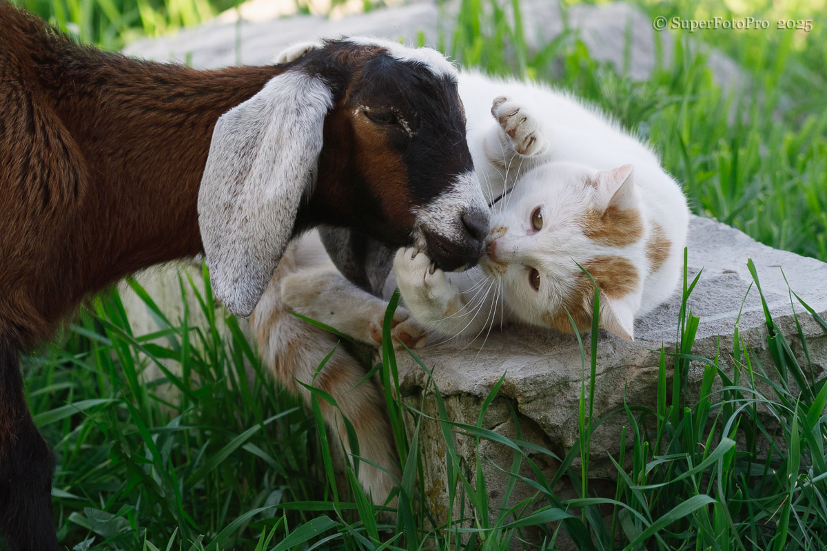 Кузя и Чижик