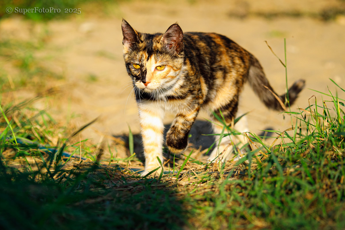 Вася Младшая